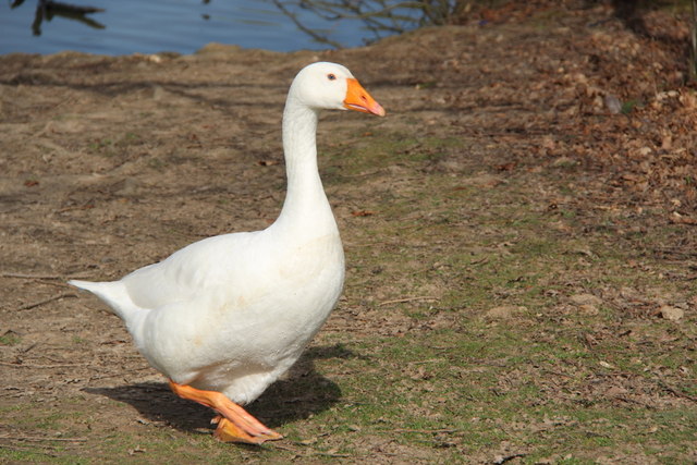 A white goose in a park