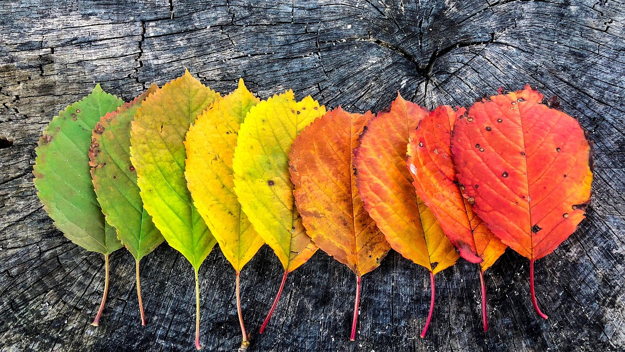 A row of leaves in a gradient of colors, from green, to shades of yellow, to shades of orange, and finally to shades of red
