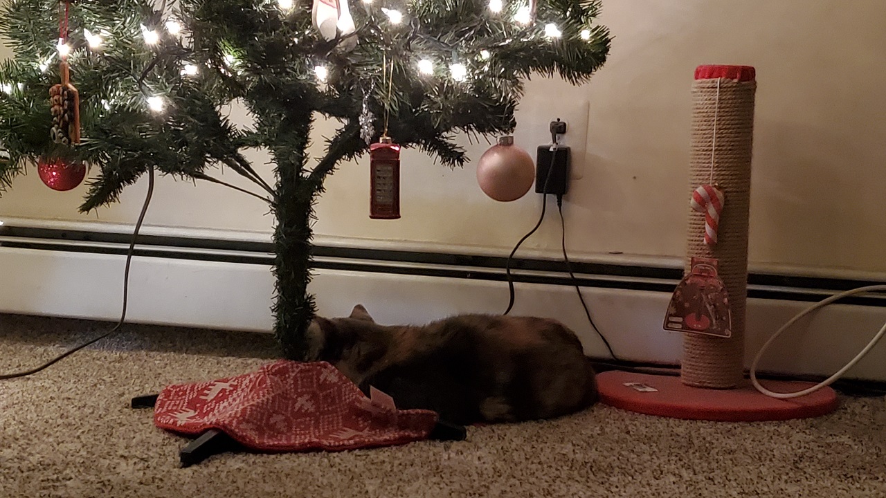 RedStripe118's cat lying comfortably below his Christmas tree