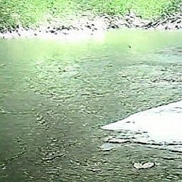 Low Quality Image of River Trail Cam