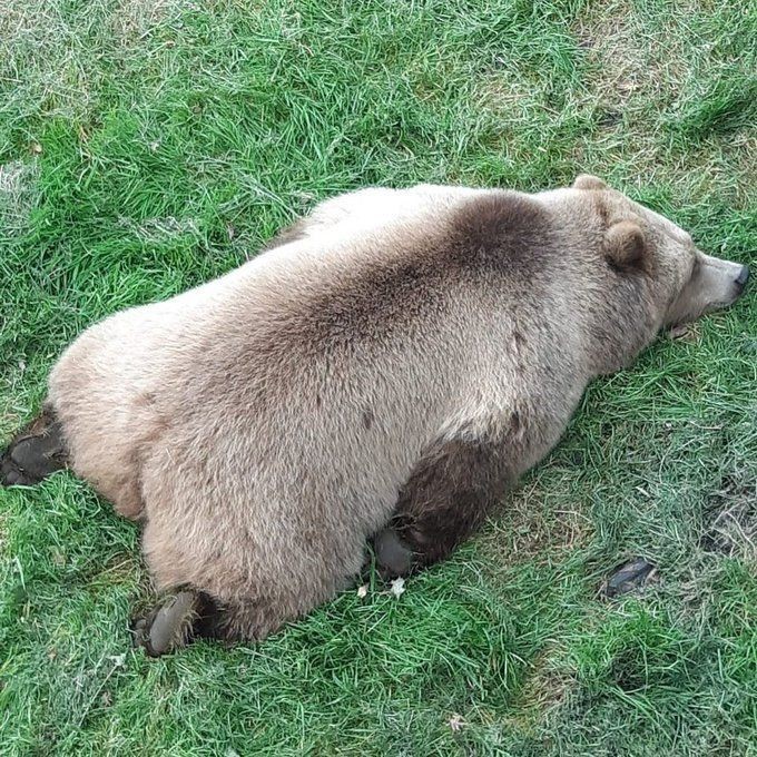 A bear laying down in the grass.